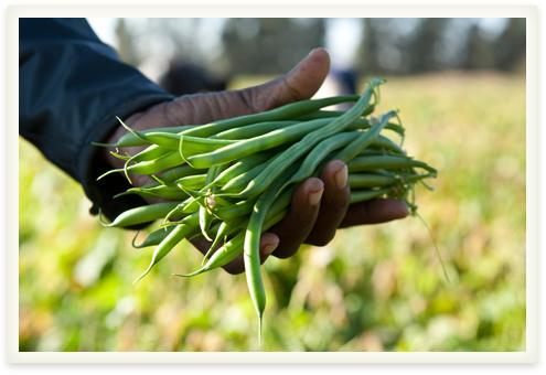 Growing Crops