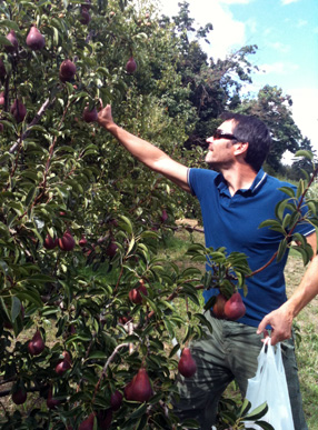 Jon “J.P.” Palanuk harvesting pears